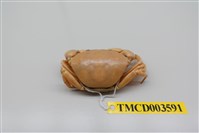 藏品(紅斑斗蟹)的圖片